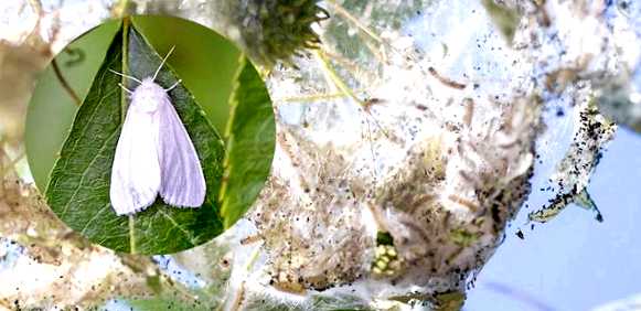 Американская белая бабочка Новый враг в вашем саду Экологически безопасные биологические препараты, содержащие