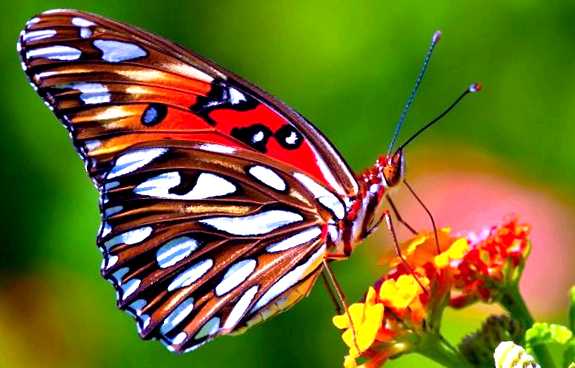 Бабочка белянка Новый враг в вашем саду Образование проволочек, следов от личиночных