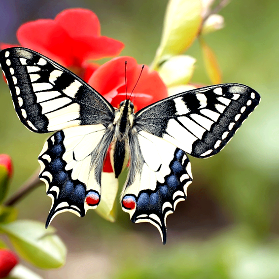 Бабочка белянка Новый враг в вашем саду Питаясь листьями
