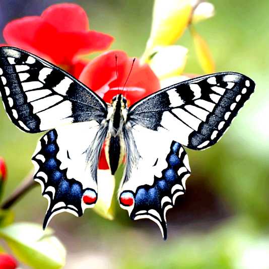 Бабочка белянка Новый враг в вашем саду или феромоны