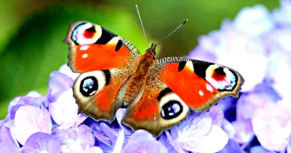 Бабочка белянка Новый враг в вашем саду Бабочка     белянка влияние на рост