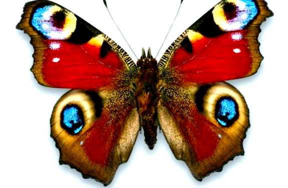 Бабочка  Новый враг в вашем саду Бабочка предпочитает питаться мякотью листа