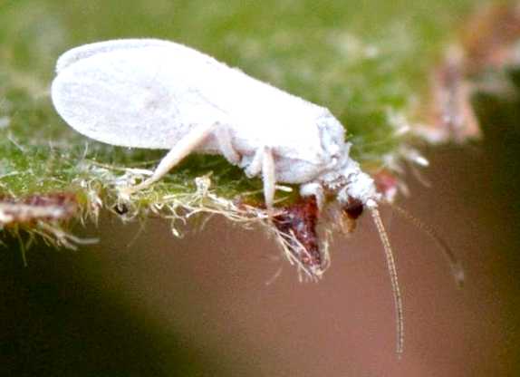 Белокрылка тепличная Новый враг в вашем саду эта насекомая способна нанести серьезный