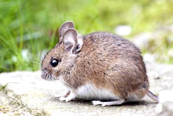 Домовая мышь Новый враг в вашем саду мышь полевая, мультики для