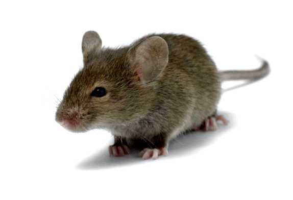 Домовая мышь Новый враг в вашем саду тщательно следить за домашними животными