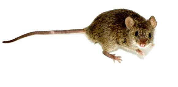 Домовая мышь Новый враг в вашем саду полностью уничтожить мышей