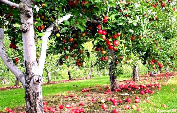 Яблоневый долгоносик Новый враг в вашем саду яблонный пылинник