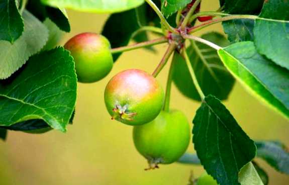 Яблоневый долгоносик Новый враг в вашем саду
