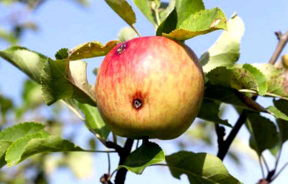 Яблонный цветоед Новый враг в вашем саду специальных препаратов, привлечение полезных насекомых