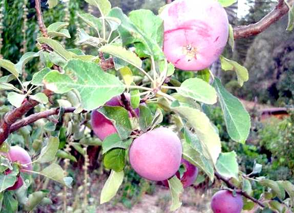 Яблонный цветоед Новый враг в вашем саду Вредители яблонного цветоеда также могут