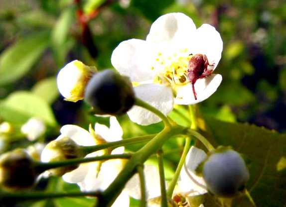 Яблонный цветоед Новый враг в вашем саду проникновения личинок