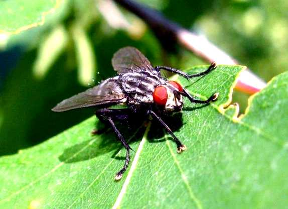 Капустная муха Новый враг в вашем саду Поставьте на грядке