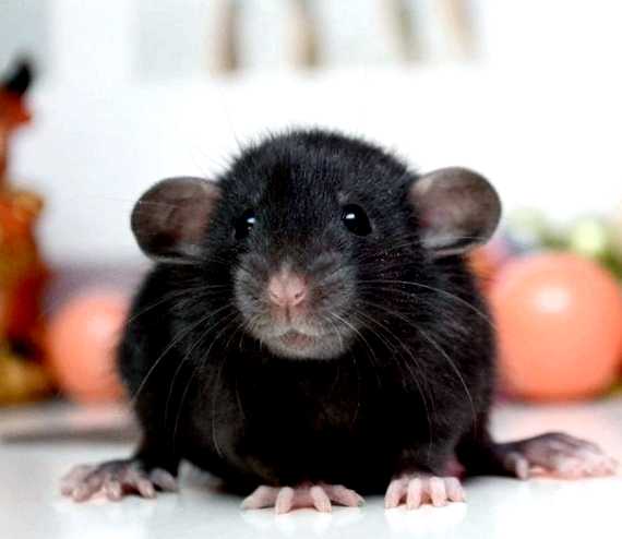Крыса Новый враг в вашем саду средства уничтожения крыс, учитывая специфику