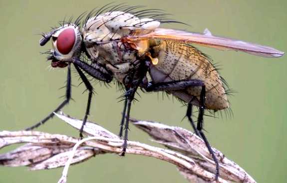 Луковая муха Новый враг в вашем саду существует множество различных