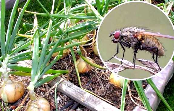 Луковая муха Новый враг в вашем саду их личинок