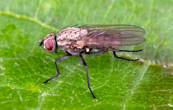 Луковая муха Новый враг в вашем саду сезонное поворотное