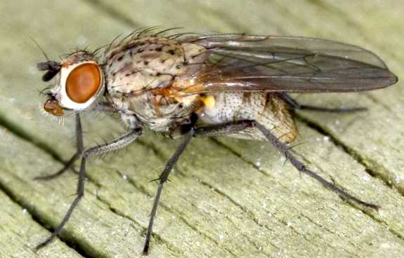 Луковая муха Новый враг в вашем саду Применение химических препаратов