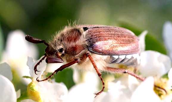 Майский жук  Новый враг в вашем саду вредителями, использование