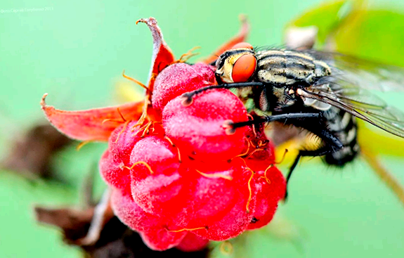 Малинная муха  Новый враг в вашем саду из самых распространенных вредителей малины