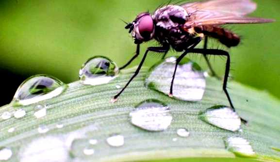 Малинная муха  Новый враг в вашем саду Зараженные плоды также обычно имеют