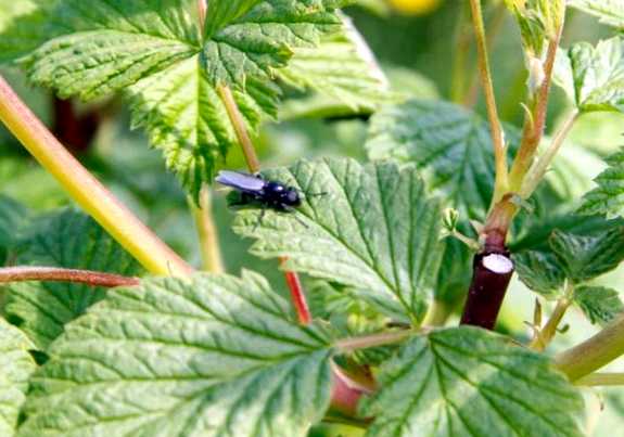 Малинная муха  Новый враг в вашем саду ягоду - ежевику