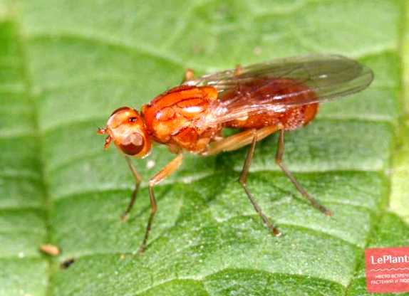 Морковная муха Новый враг в вашем саду защиты от этого