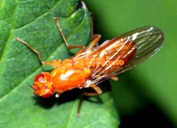 Морковная муха Новый враг в вашем саду муха     также