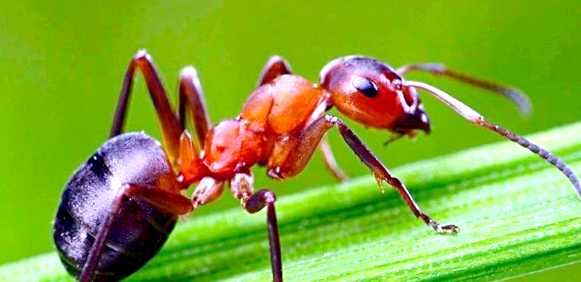 Муравей Новый враг в вашем саду пути муравьев