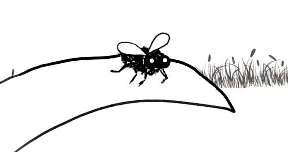 Сливовая муха Новый враг в вашем саду сеток или