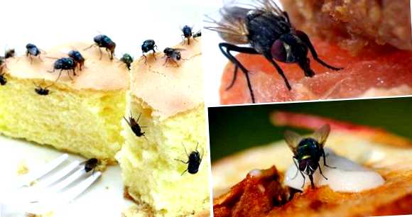 Сливовая муха Новый враг в вашем саду мухой          является появление