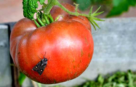 Совка помидорная Новый враг в вашем саду Чтобы защитить
