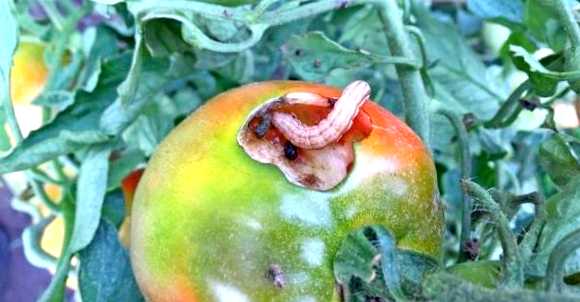 Совка помидорная Новый враг в вашем саду развитие растений