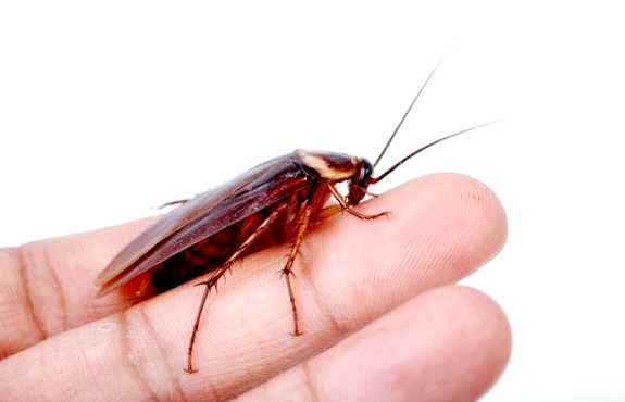 Таракан Новый враг в вашем саду чтобы предотвратить проникновение насекомых