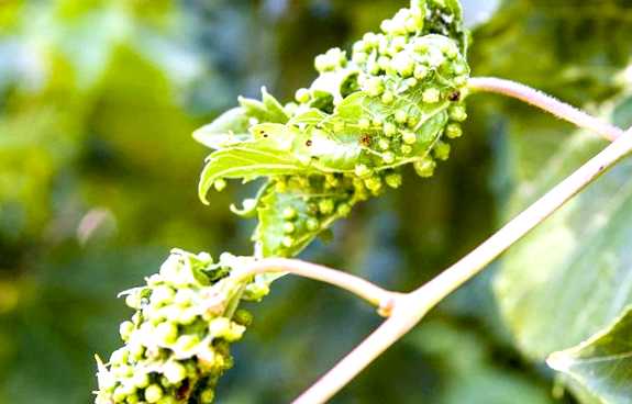 Виноградная филлоксера Новый враг в вашем саду из главных вредителей винограда