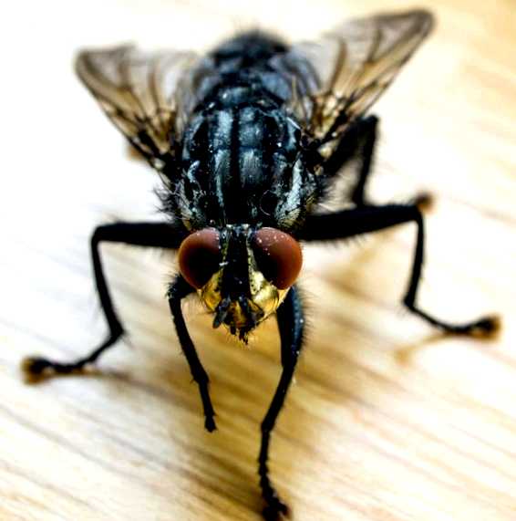 Вишнёвая муха Новый враг в вашем саду муха     всё-таки наиболее агрессивно