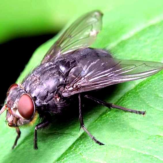 Вишнёвая муха Новый враг в вашем саду принятие своевременных
