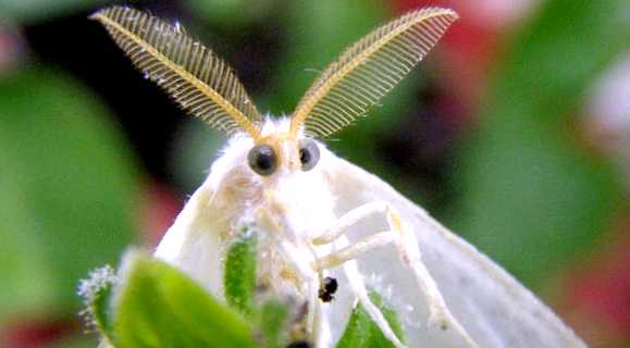 Златогузка Новый враг в вашем саду Златогузка питается насекомыми, которые являются